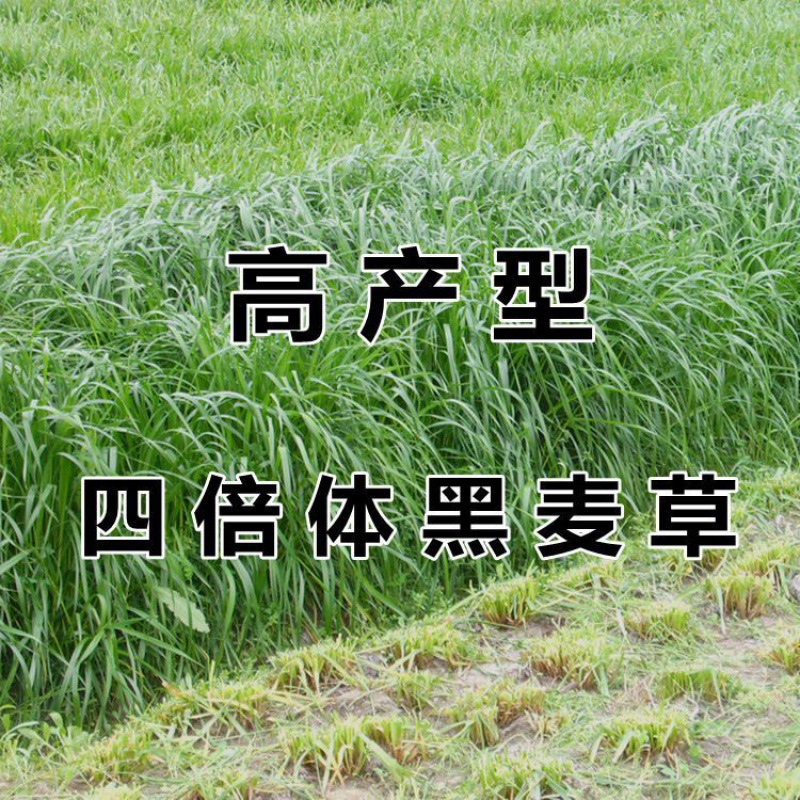 牧草种子冬牧70黑麦草苏丹多年生苜蓿种子阔叶养牛羊鸡鸭鱼兔籽