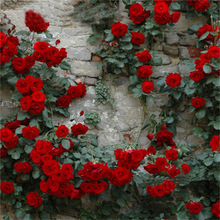 一件代发爬墙蔷薇月季花苗小女孩 庭院绿植多季开花花量大红色复