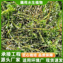 黑藻 沉水植物 马来眼子菜狐尾藻苦草 承接各种净水修复工程批发