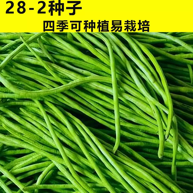 无架豆角长豆角种子苗秧豇豆四季豆蔬菜种籽大全孑豆角苗豆种无架
