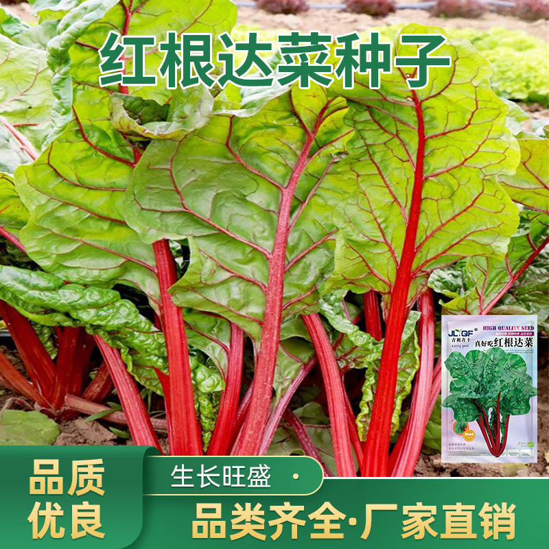 红根达菜甜叶菜种子红梗菜甜叶菜高产厚皮牛皮菜阳台庭院蔬菜种子