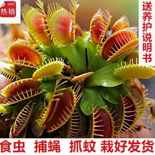 捕蝇草盆栽食虫草食人花驱蚊草猪笼草吃虫抓虫懒人花卉绿植物食肉