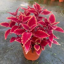 彩叶盆栽花卉五彩苏观叶植物室内阳台庭院清心办公室好养绿植