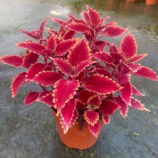 Colorful Leaf Potted Flowers, Colorful Foliage Plants, Indoor Balcony, Courtyard, Clear Mind, Office, Easy to Grow Green Plants