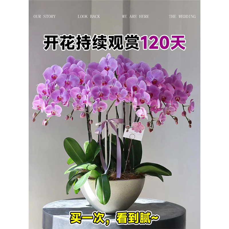 Phalaenopsis Potted Plant with Buds, Autumn and Winter Cold-Resistant Fresh Florals and Green Plants, Indoor Orchid Seedlings, Large and Easy to Live