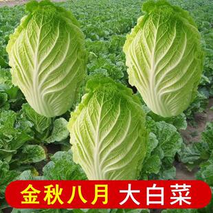 Cabbage Heat-Resistant Chinese Cabbage Seeds Vegetables Chinese Cabbage Seeds All Year Round Rapeseed Autum Winter Summer Shandong