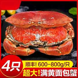 面包蟹母帝王蟹熟冻大螃蟹海蟹新鲜海鲜水产蟹珍宝蟹