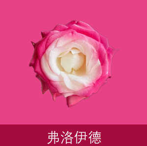 Material de embalaje de flores frescas Agente de tinción en aerosol de flores secas Salsa de ciruela negra Pintura en aerosol de flores Pintura en aerosol de flores Agente de color de flores