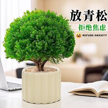 雾凇盆栽客厅办公室桌面绿植小盆景净化空气四季常青易养活放青松