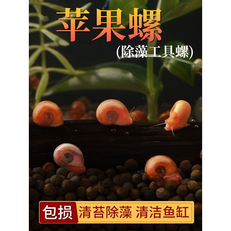 Fish tank cleaning apple snails, extra-large size, algae-eating, ornamental snails, freshwater plant tools, eat fish waste, live snails, turtles
