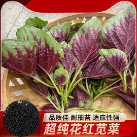 红色红叶苋菜种孑四季阳台盆栽菜种子春季菜籽球种大全