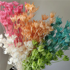 Eight-cornered flower dried flowers forest style retro floral materials handmade DIY material natural countryside everlasting flowers 