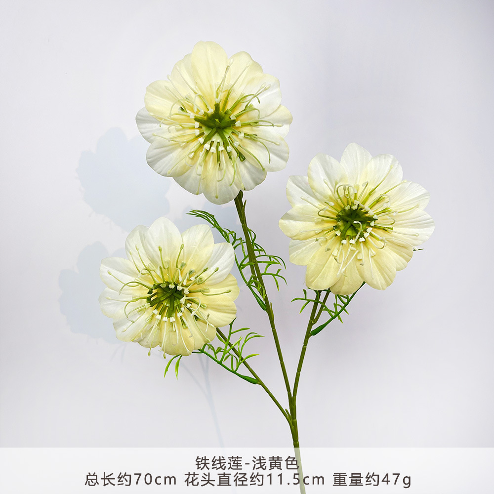 CC-铁线莲-浅黄