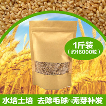 求购小麦种子 求购小麦种子品牌 图片 价格 求购小麦种子批发 阿里巴巴