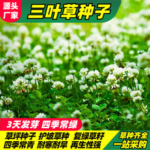 批发白三叶草种子红三叶草种公路绿化果园绿肥车轴草草籽四季常绿