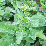 湘油薹三号-湘研蔬菜种子菜苔绿色侧苔萌发率高甜脆