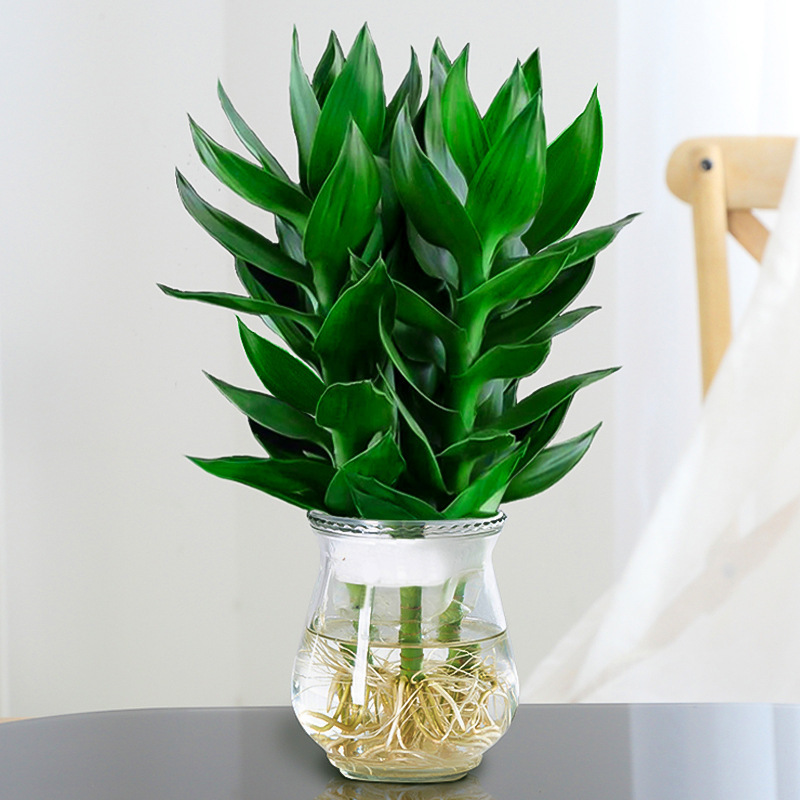 관음대나무 + 겨울멜론 꽃병 세트