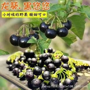 �����N�Ӻ������і|�������������ƷN���̨�����ļ�ˮ����ș��