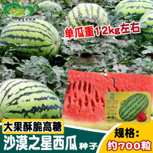 ����ɳĮ֮������ ������ز�E�A�����������̓��\�������ϷN��
