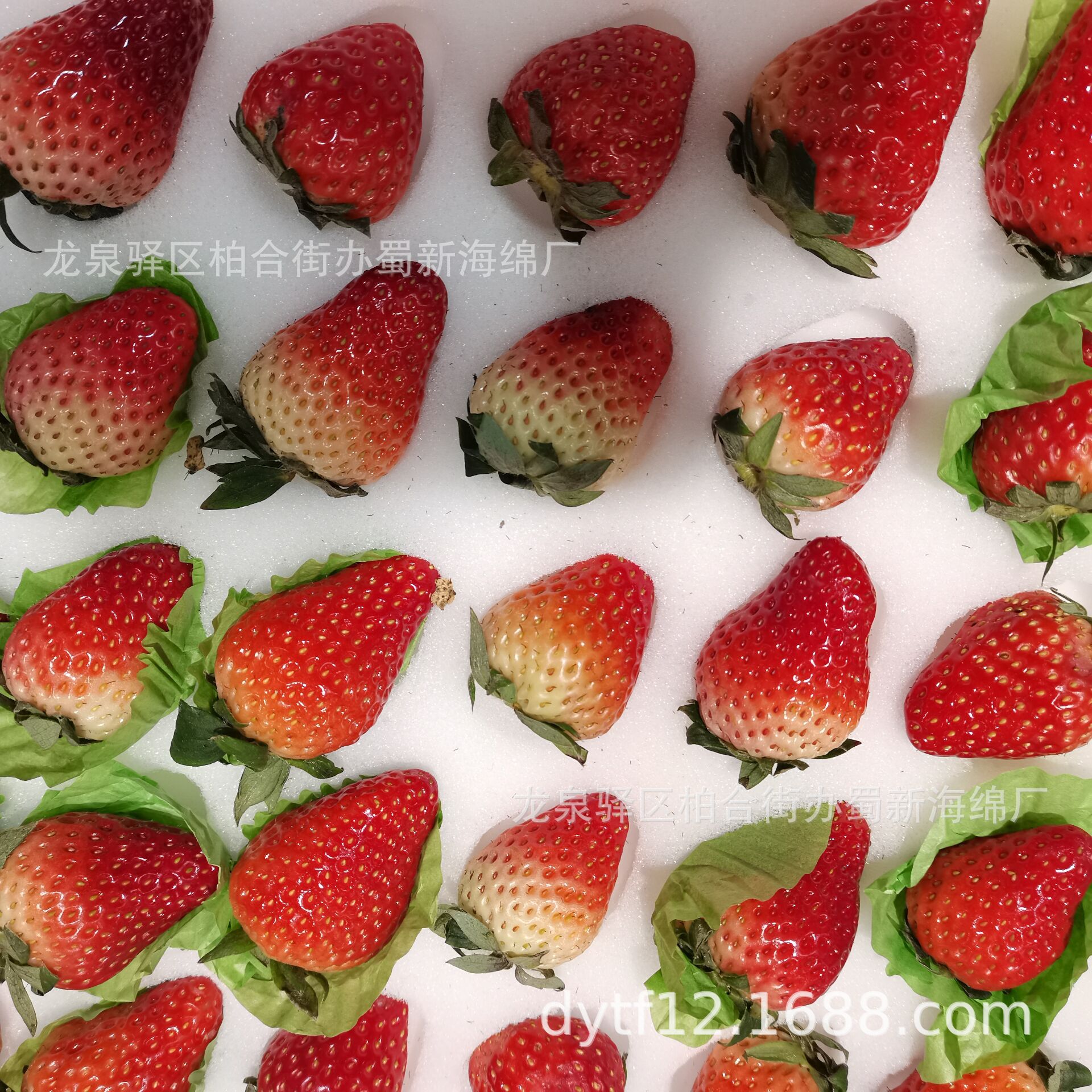 草莓托海绵包装/草莓托海绵内托/草莓托海绵内衬/草莓托海绵衬垫