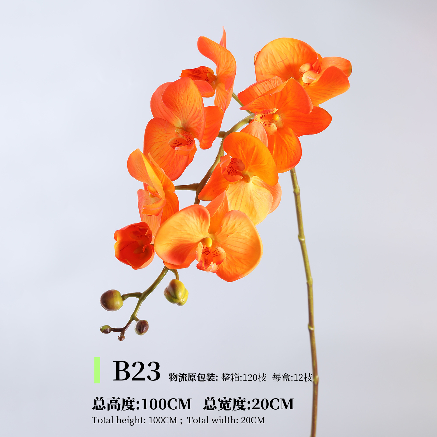 오렌지 B23