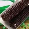 Shanxi Waxy maize fresh Corn 10 Coarse grains Corn Cob Vegetables Full container One piece On behalf of