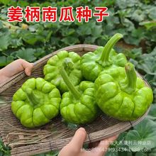姜柄瓜种子姜饼瓜香甜花盘磨盘南瓜小麦瓜种籽春秋农家菜园蔬菜孑