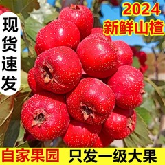 新鮮なサンザシの新鮮な果物の大果は今級のサンザシの果物の甘い赤い子の山の中の赤い氷の砂糖のヒョウタンのサンザシを摘んで郵送します。