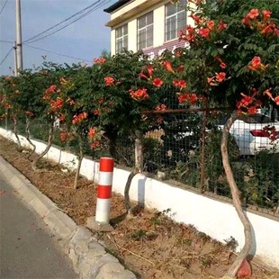 Lingxiao Flower Seedlings, Courtyard Wall Climbing Vines, Cold-Resistant Hanging Florals, Firecracker Florals, American Lingxiao Florals