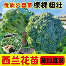 四季西兰花种苗秋冬耐寒抗病抗逆高圆球型西蓝花菜苗