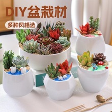 多肉植物组合盆栽含盆含土创意diy拼盘花盆肉肉植物新款绿植花卉