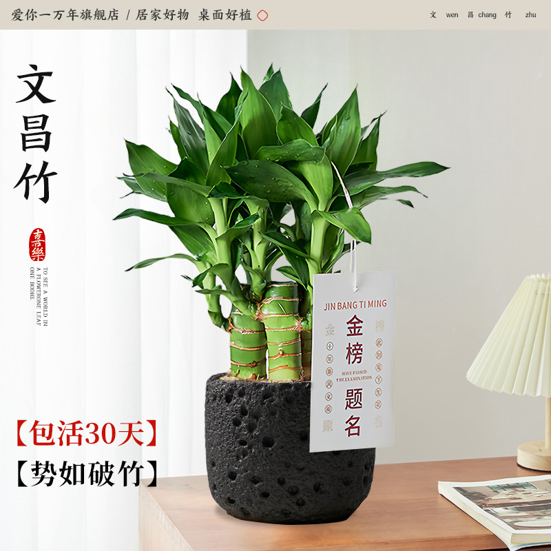 원창 대나무 4개 + 모싱 화산 분지 + 골드리스트 태그(포장석 + 영양액 포함) Yue Pet