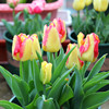 Tulip species ball big ball tulip seeds soil Peiwu View flower potted potted perennial ball root -resistant flowers