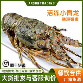 活冻小青龙龙虾批发鲜活大龙虾澳洲龙虾餐饮食材原料供应