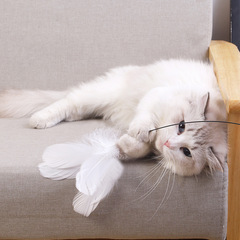 New Cat Wands Wholesale Manufacturer Self-Entertaining Lengthened Cat Wand with Fake Feather Suction Cup Black Pet Toy