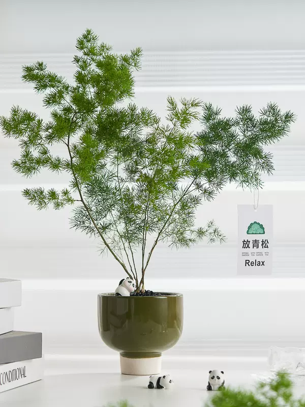 放青松蓬莱松熊猫主题植物办公室内四季常青绿植小盆栽花卉摆件