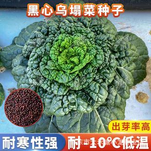 ���Ğ��˷N�Ӻ��Ͳ˞����˷N���ͺ����ˬ���＾�����ݲ��߲˷N��