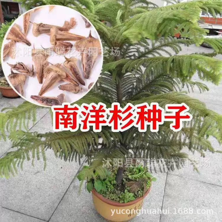 Новые лесные виды деревьев Араукария семена аукария