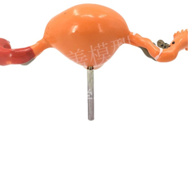 �����ӹ�ģ�ͽ̾�ģ�������ѳ����ʲ���ҽѧŮ�Է���Ů����ֳģ��