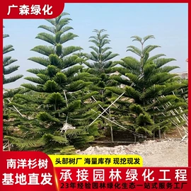 乔木;其他园林植物;灌木