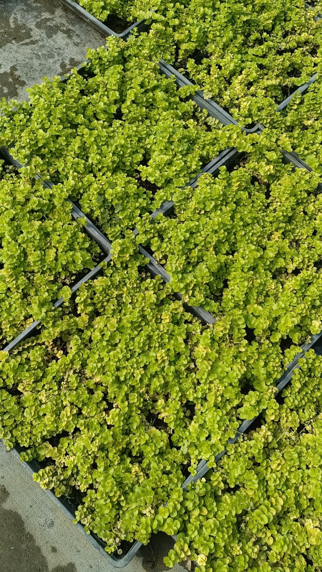 3fdcd430c5d6dc5e45382149e277ef