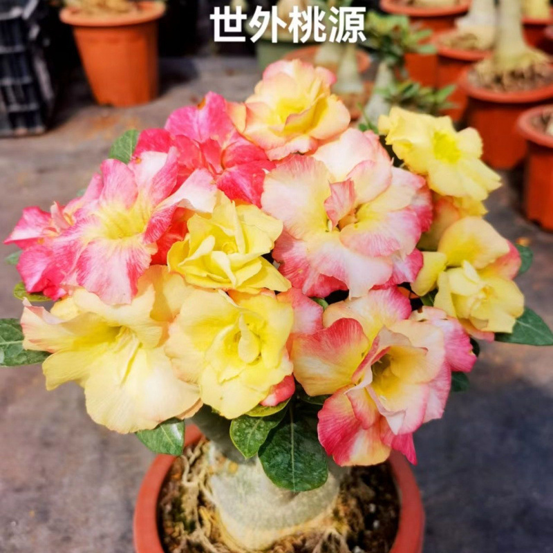 # 29년산 천국-사막(3년생 모종)이 그 해에 개화함