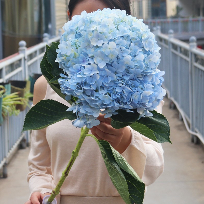 玫瑰花鲜花云南昆明基地批直发百合向日葵红豆家用鲜切水养插|undefined