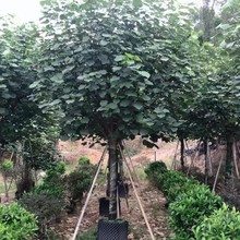 �����S�����l �S�Ȉ�r ����ֱ�N ���^�����l �S�Ȉ�r