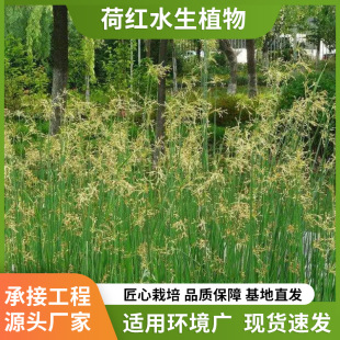 Seedling Base Wholesale Aquatic Plants Wetland Greening Water Hairy Flower Triangular Grass Water Triangular Grass Silk Hairy Grass Triangular View