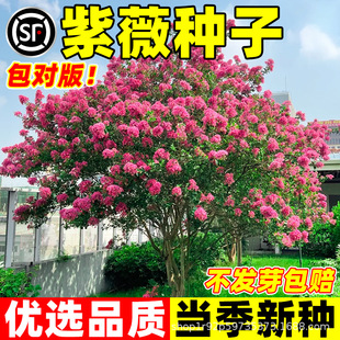 ��ޱ�N�Ӽt���ϻ��ۻ�������ޱ��N���ռt���N���G���N�N�Ӿ����G
