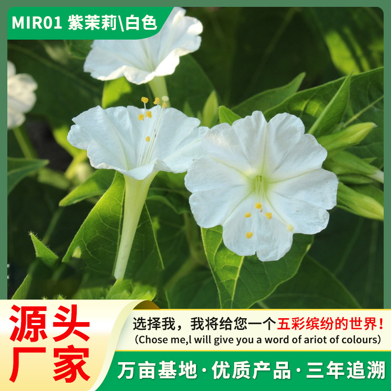 源头厂家紫茉莉花种子夜来香盆栽地雷花芳香花卉种子春播花籽白色