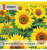 百花园 Watching short sunflower seeds dwarf potted sunflower four seasons flowers original color bag about 50 capsules