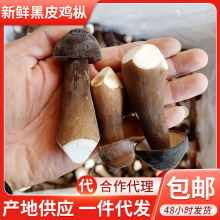 ��Ƥ�u���r؛����خa�Nֲ���r��Ƥ�u������Ģ���Ҝ�ʳ��2����]