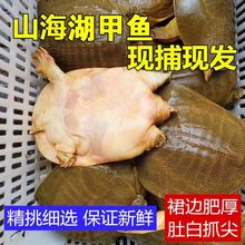 外塘放养甲鱼鲜活野生王八活体中华鳖生态新鲜天然食用水鱼礼盒